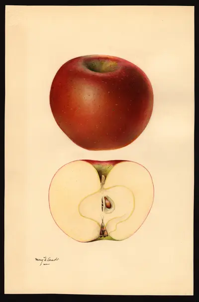 USDA watercolor illustration of Stayman Winesap