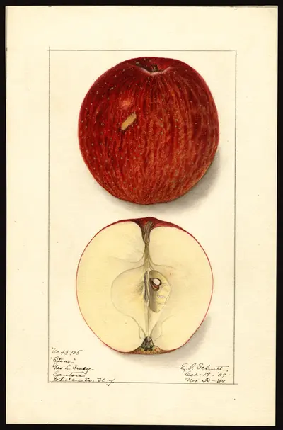 USDA watercolor illustration of Stone