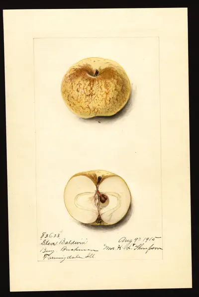 Watercolor of Steve Baldwin