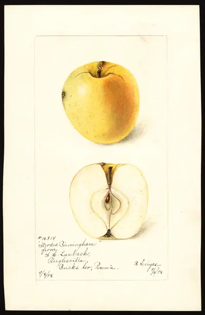 Watercolor of Strode's Birmingham