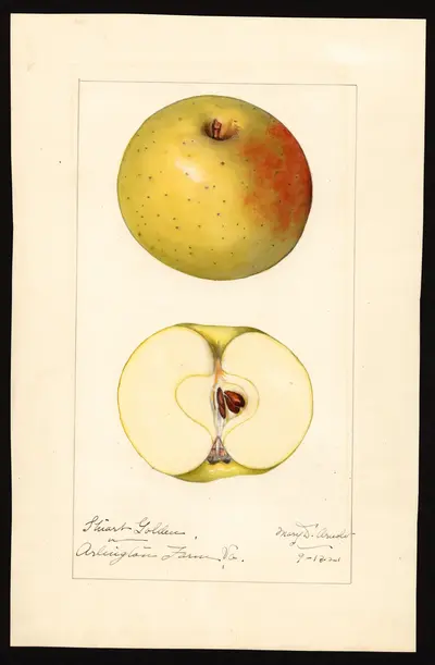 Watercolor of Stuart's Golden