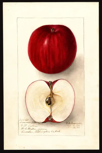 USDA watercolor illustration of Summer Champion