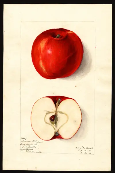 USDA watercolor illustration of Summer Champion