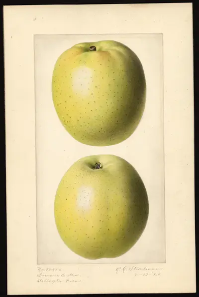 USDA watercolor illustration of Summer Extra