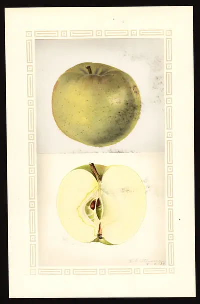 USDA watercolor illustration of Summer Extra