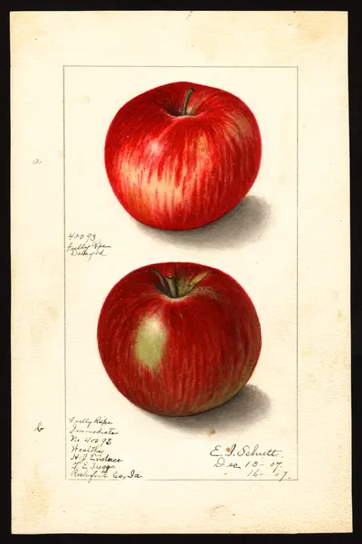 USDA watercolor illustration of Wealthy