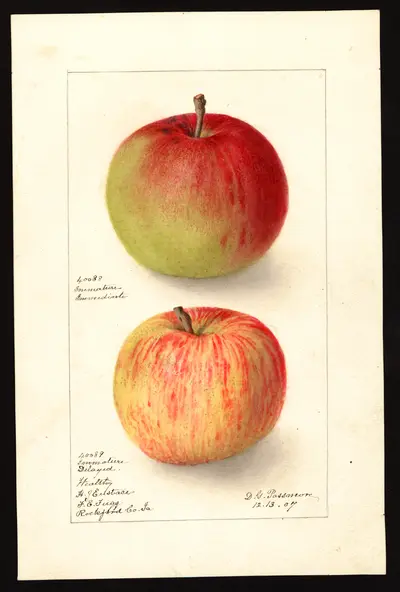 USDA watercolor illustration of Wealthy