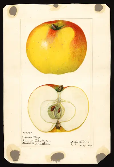 Watercolor of Warner's King