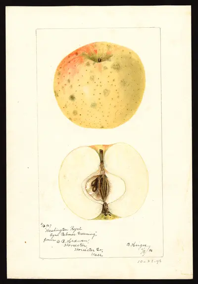 USDA watercolor illustration of Washington Royal
