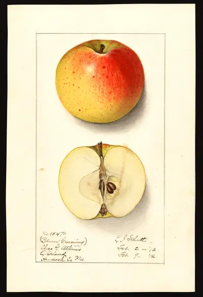 USDA watercolor illustration of Washington Royal
