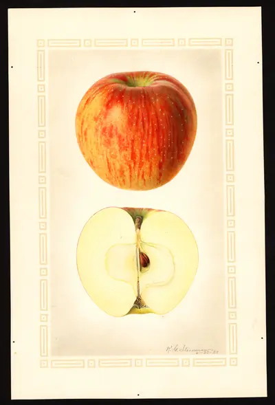 Watercolor of Washington Strawberry