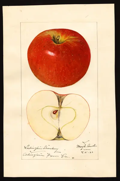 USDA watercolor illustration of Washington Strawberry