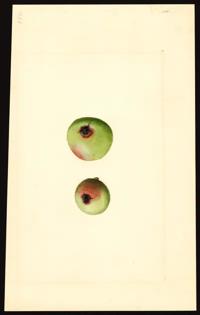 USDA watercolor illustration of Gano