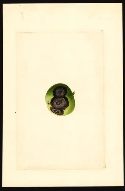 USDA watercolor illustration of Gibbs