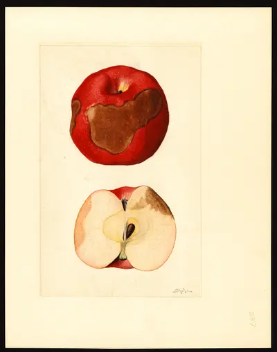 USDA watercolor illustration of Jonathan