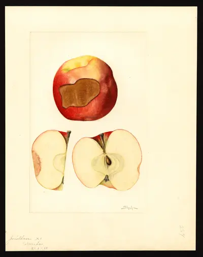 USDA watercolor illustration of Jonathan