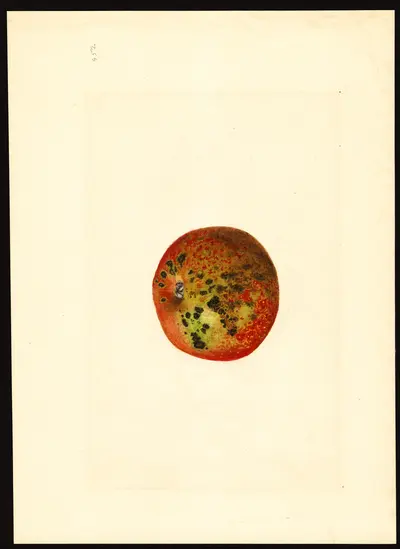 USDA watercolor illustration of McIntosh