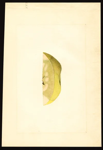 USDA watercolor illustration of Northwestern Greening