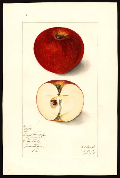 USDA watercolor illustration of Sweet Winesap