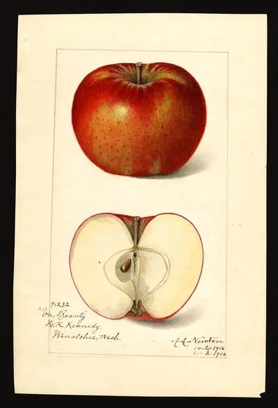 USDA watercolor illustration of Virginia Beauty