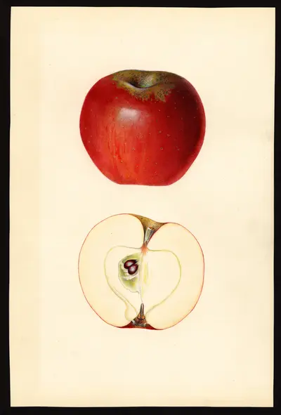 USDA watercolor illustration of Virginia Beauty