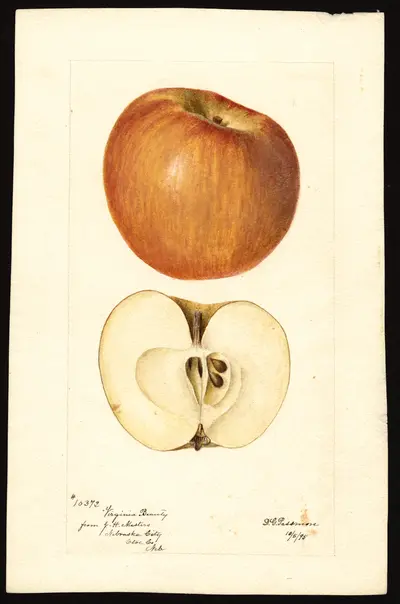 USDA watercolor illustration of Virginia Beauty