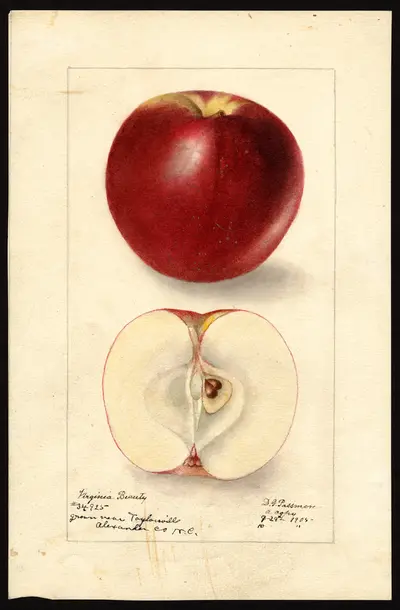 USDA watercolor illustration of Virginia Beauty