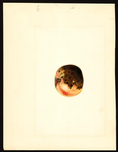 USDA watercolor illustration of York