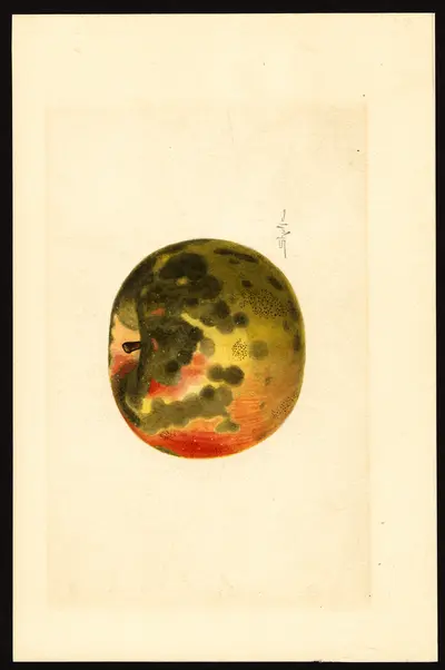 USDA watercolor illustration of Paragon