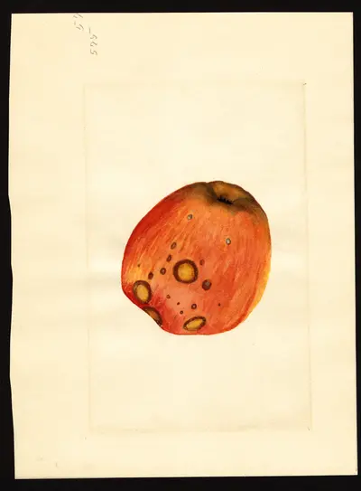 USDA watercolor illustration of Esopus Spitzenberg
