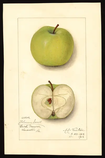 USDA watercolor illustration of Tolman Sweet