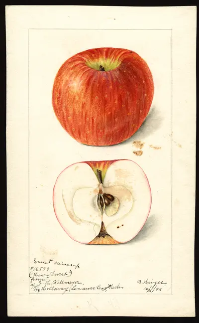USDA watercolor illustration of Sweet Winesap