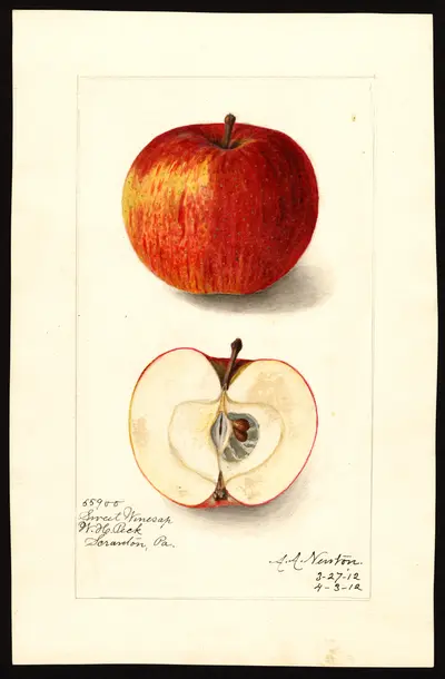 USDA watercolor illustration of Sweet Winesap