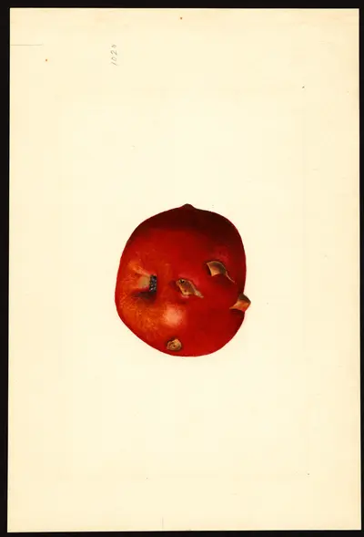 USDA watercolor illustration of Gano