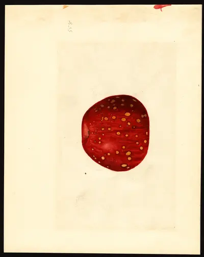 USDA watercolor illustration of Gano