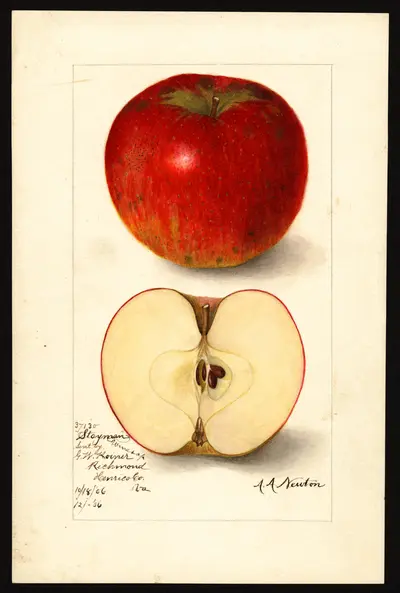 USDA watercolor illustration of Stayman Winesap