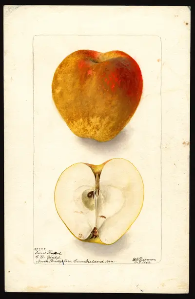 Watercolor of Sweet Russet