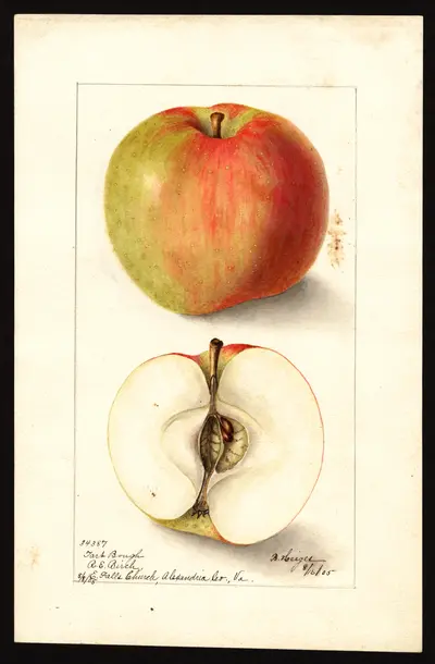 USDA watercolor illustration of Tart Bough