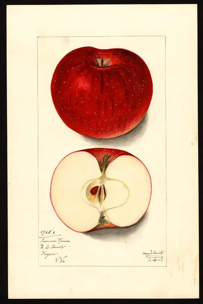 USDA watercolor illustration of Summer Rambo