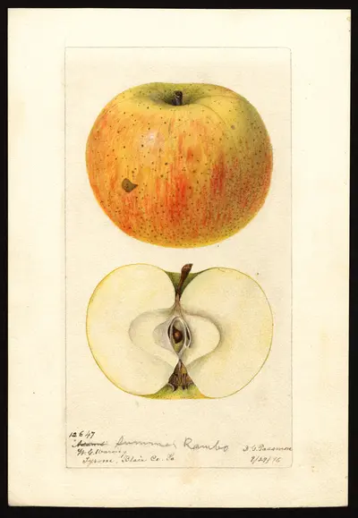 USDA watercolor illustration of Summer Rambo