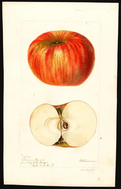 USDA watercolor illustration of Summer Rambo