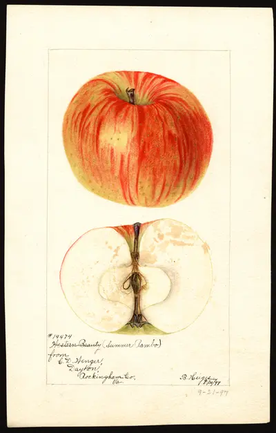 USDA watercolor illustration of Summer Rambo