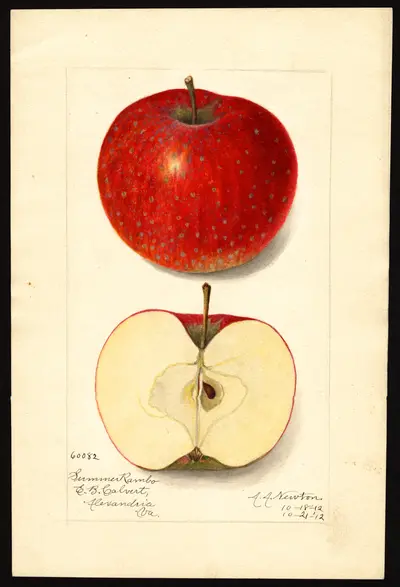 USDA watercolor illustration of Summer Rambo