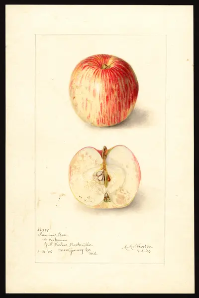 USDA watercolor illustration of Summer Rose