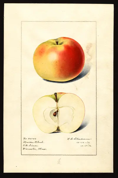 USDA watercolor illustration of Maiden's Blush
