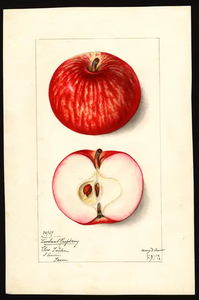 USDA watercolor illustration of Liveland Raspberry