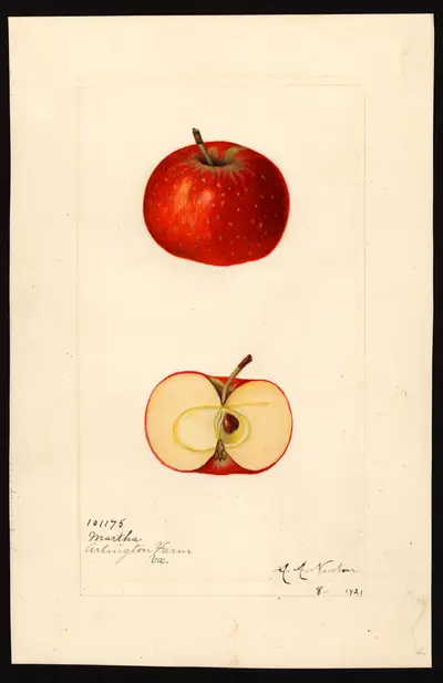 USDA watercolor illustration of Martha
