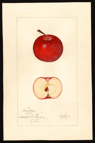 USDA watercolor illustration of Martha