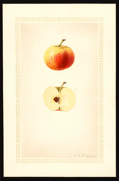 USDA watercolor illustration of Martha