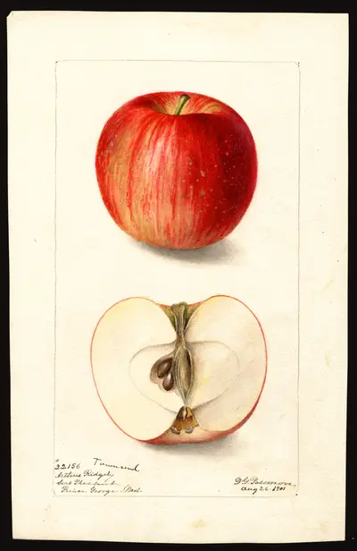 USDA watercolor illustration of Townsend